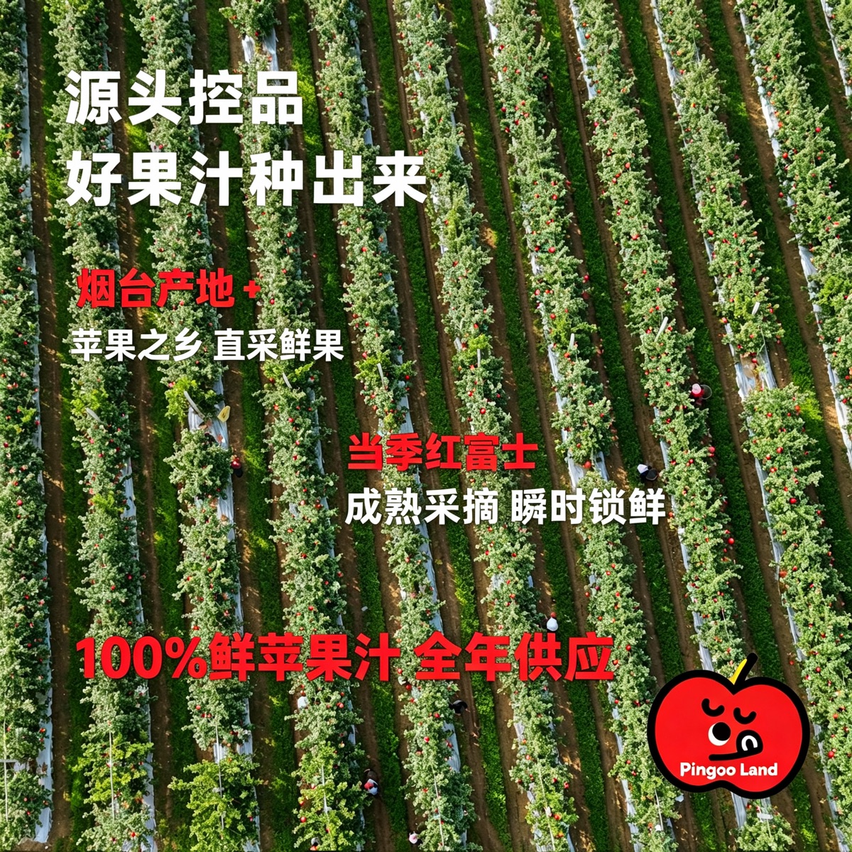 A 航拍大字报